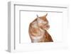 Maine Coon Cat-Fabio Petroni-Framed Photographic Print