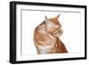 Maine Coon Cat-Fabio Petroni-Framed Photographic Print