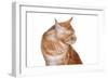 Maine Coon Cat-Fabio Petroni-Framed Photographic Print