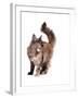 Maine Coon Cat-Fabio Petroni-Framed Photographic Print