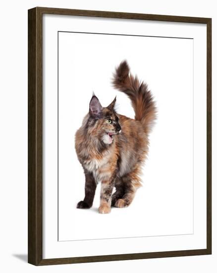 Maine Coon Cat-Fabio Petroni-Framed Photographic Print