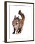 Maine Coon Cat-Fabio Petroni-Framed Photographic Print