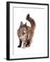 Maine Coon Cat-Fabio Petroni-Framed Photographic Print