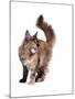 Maine Coon Cat-Fabio Petroni-Mounted Photographic Print