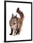 Maine Coon Cat-Fabio Petroni-Framed Photographic Print