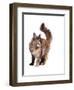 Maine Coon Cat-Fabio Petroni-Framed Photographic Print