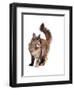 Maine Coon Cat-Fabio Petroni-Framed Photographic Print