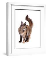 Maine Coon Cat-Fabio Petroni-Framed Photographic Print