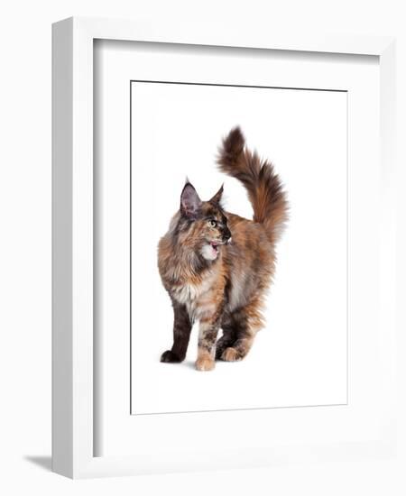 Maine Coon Cat-Fabio Petroni-Framed Photographic Print