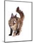 Maine Coon Cat-Fabio Petroni-Mounted Photographic Print