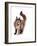 Maine Coon Cat-Fabio Petroni-Framed Photographic Print