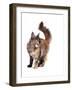 Maine Coon Cat-Fabio Petroni-Framed Photographic Print