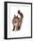 Maine Coon Cat-Fabio Petroni-Framed Photographic Print