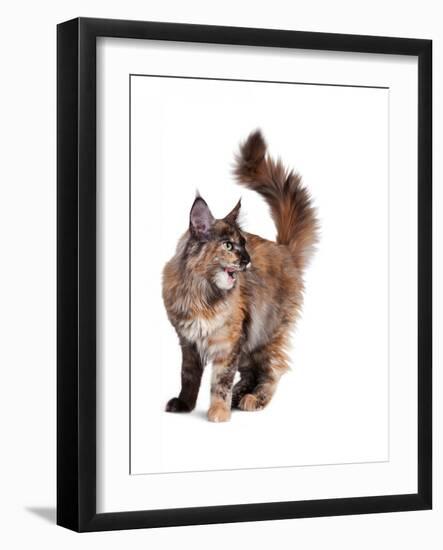 Maine Coon Cat-Fabio Petroni-Framed Photographic Print