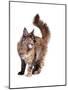 Maine Coon Cat-Fabio Petroni-Mounted Photographic Print