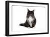 Maine Coon Cat-Fabio Petroni-Framed Photographic Print