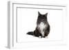 Maine Coon Cat-Fabio Petroni-Framed Photographic Print