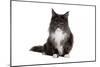 Maine Coon Cat-Fabio Petroni-Mounted Photographic Print