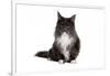 Maine Coon Cat-Fabio Petroni-Framed Photographic Print