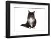 Maine Coon Cat-Fabio Petroni-Framed Photographic Print