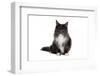 Maine Coon Cat-Fabio Petroni-Framed Photographic Print