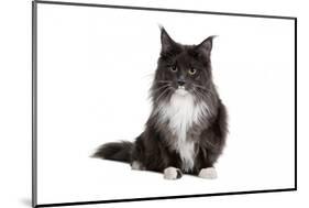 Maine Coon Cat-Fabio Petroni-Mounted Photographic Print