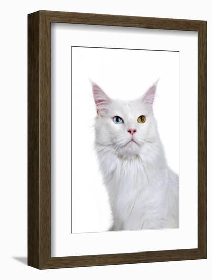 Maine Coon Cat-Fabio Petroni-Framed Photographic Print