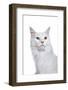 Maine Coon Cat-Fabio Petroni-Framed Photographic Print