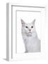 Maine Coon Cat-Fabio Petroni-Framed Photographic Print