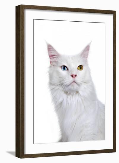 Maine Coon Cat-Fabio Petroni-Framed Photographic Print