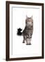 Maine Coon Cat-Fabio Petroni-Framed Photographic Print