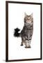 Maine Coon Cat-Fabio Petroni-Framed Photographic Print