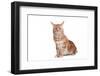 Maine Coon Cat-Fabio Petroni-Framed Photographic Print