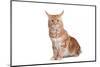 Maine Coon Cat-Fabio Petroni-Mounted Photographic Print