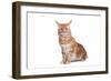 Maine Coon Cat-Fabio Petroni-Framed Photographic Print