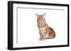 Maine Coon Cat-Fabio Petroni-Framed Photographic Print