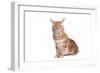 Maine Coon Cat-Fabio Petroni-Framed Photographic Print