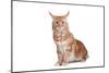 Maine Coon Cat-Fabio Petroni-Mounted Photographic Print