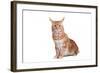 Maine Coon Cat-Fabio Petroni-Framed Photographic Print