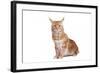 Maine Coon Cat-Fabio Petroni-Framed Photographic Print