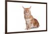 Maine Coon Cat-Fabio Petroni-Framed Photographic Print