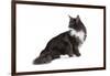 Maine Coon Cat-Fabio Petroni-Framed Photographic Print