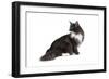 Maine Coon Cat-Fabio Petroni-Framed Photographic Print