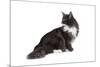 Maine Coon Cat-Fabio Petroni-Mounted Photographic Print