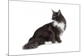 Maine Coon Cat-Fabio Petroni-Mounted Photographic Print