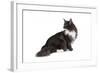 Maine Coon Cat-Fabio Petroni-Framed Photographic Print