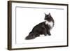 Maine Coon Cat-Fabio Petroni-Framed Photographic Print