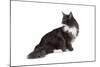 Maine Coon Cat-Fabio Petroni-Mounted Photographic Print