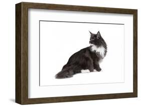 Maine Coon Cat-Fabio Petroni-Framed Photographic Print