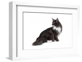 Maine Coon Cat-Fabio Petroni-Framed Photographic Print